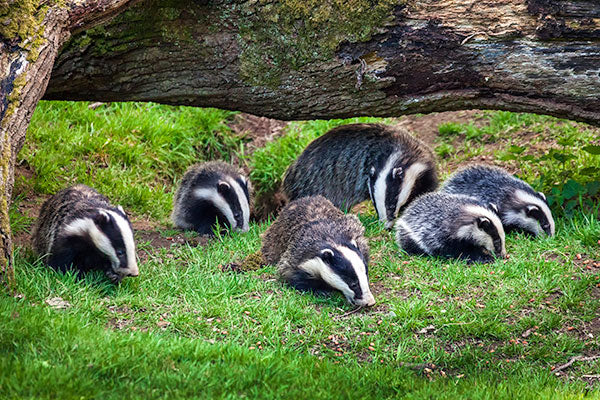 Badger family