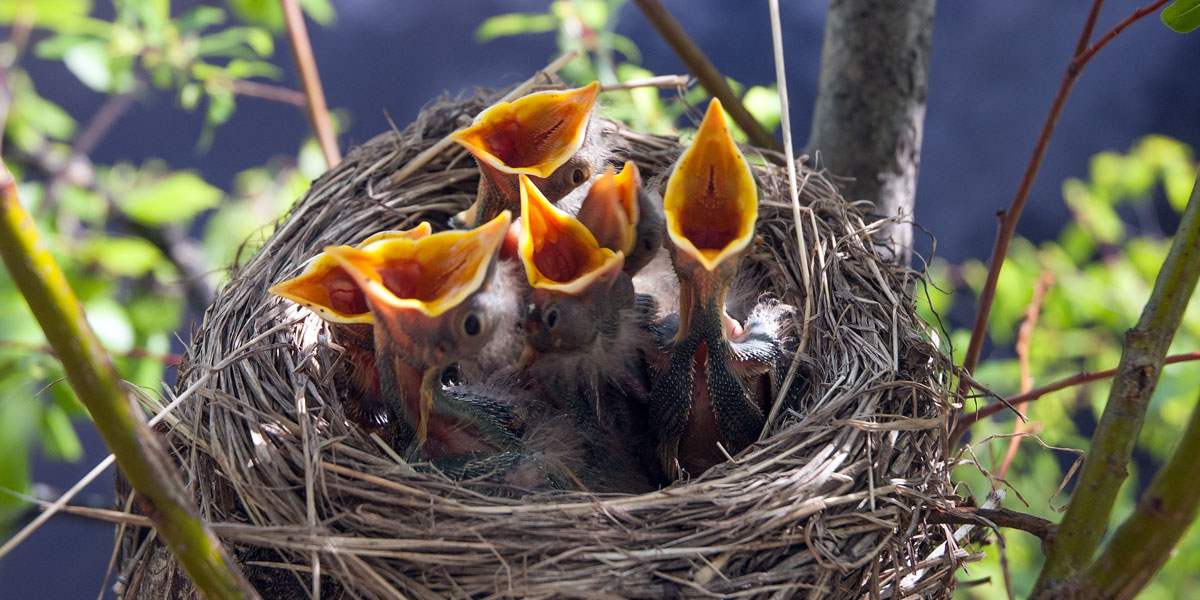 Chicks in birds nest