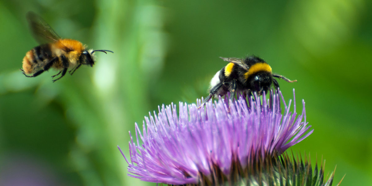 Bumblebees on Thistle
