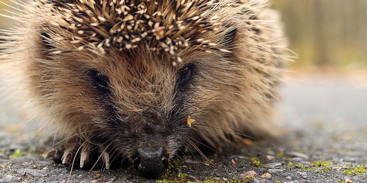 Hedgehog Face Close Up