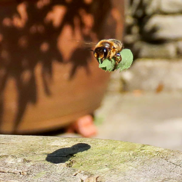 Leafcutter Bee