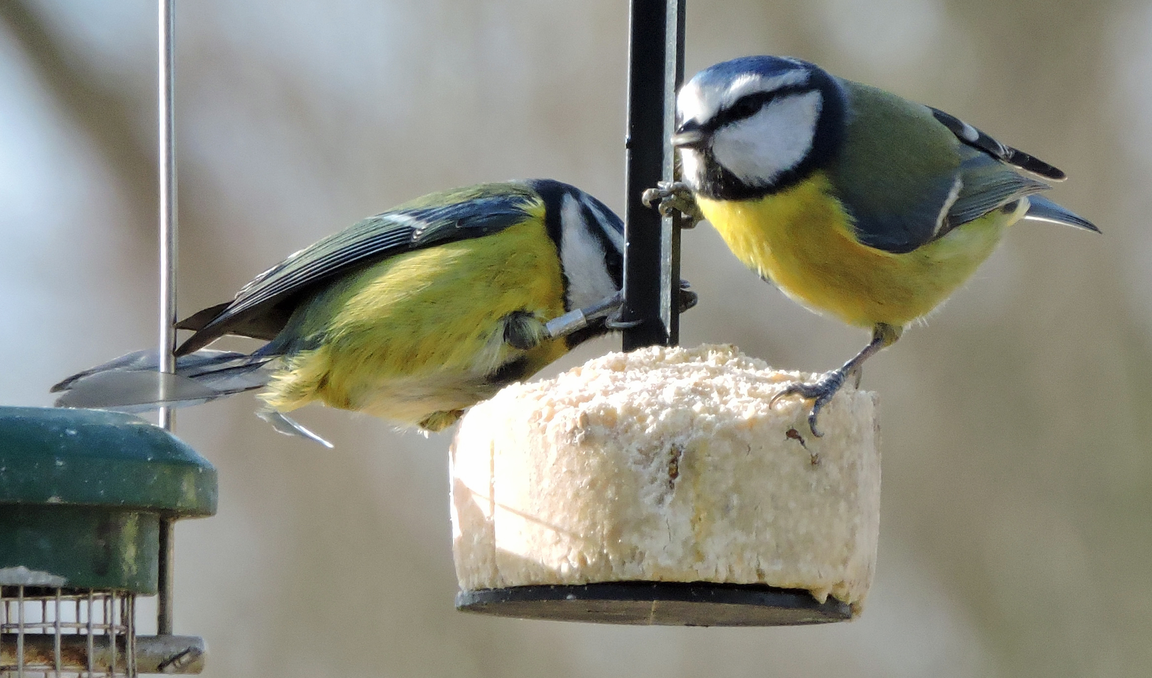 small blue tits on bird feeder