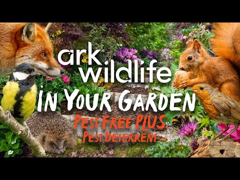 Where to Hang Bird Feeders to Best Attract Birds Ark Wildlife