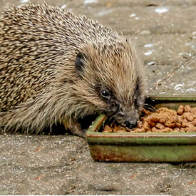 Best Hedgehog Food