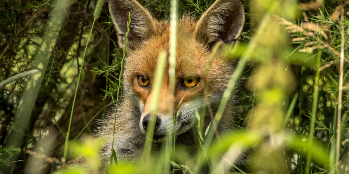Fox in a wildlife garden