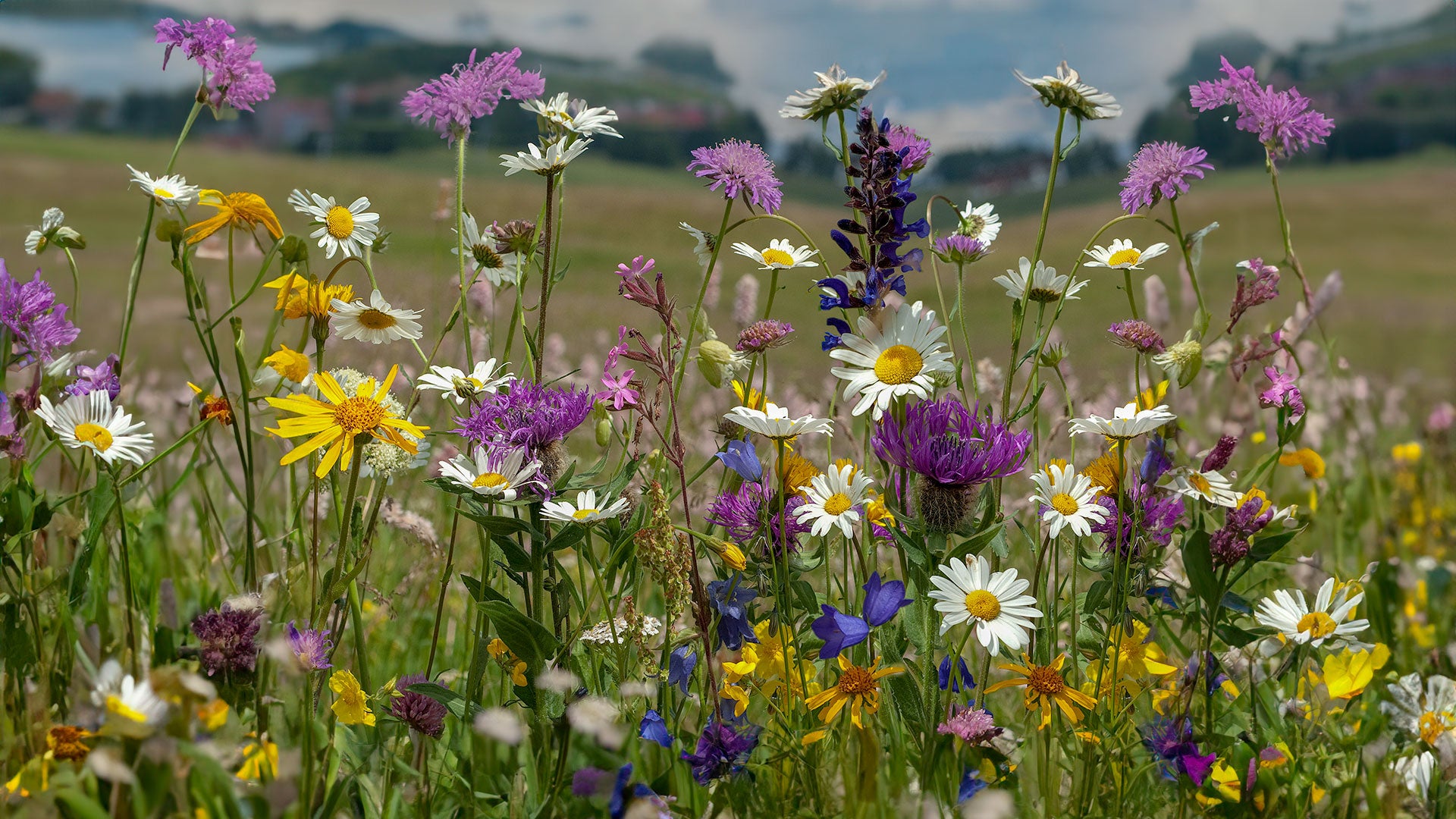 Wildflowers growing in the garden