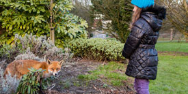 Fox in a bloggers wildlife garden