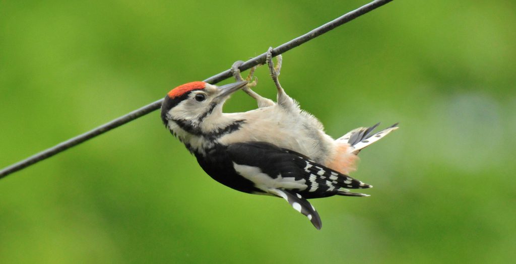 Great Spotted Woodpecker (1)
