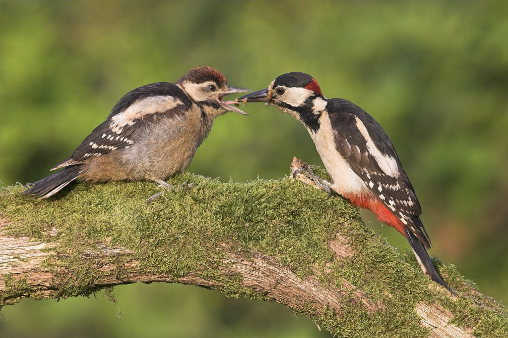 Great spotted woodpecker feeding baby woodpecker (1)