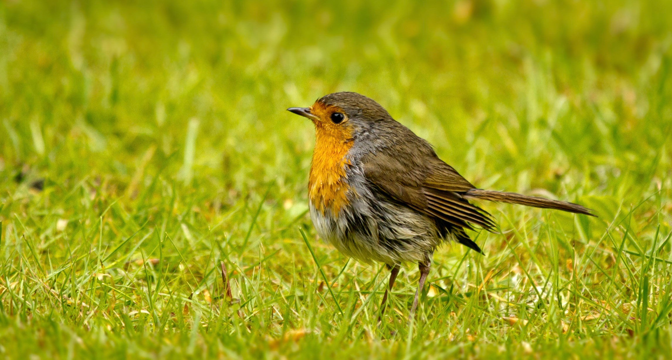 Robin Identification, Habitat & Nesting Habits - Ark Wildlife UK