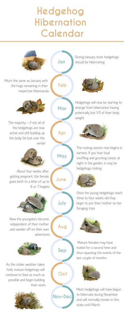 Hedgehog hibernation and mating calendar