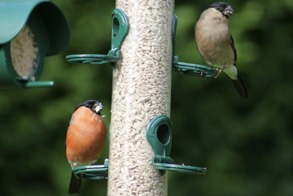 Bullfinch birds on bird feeder