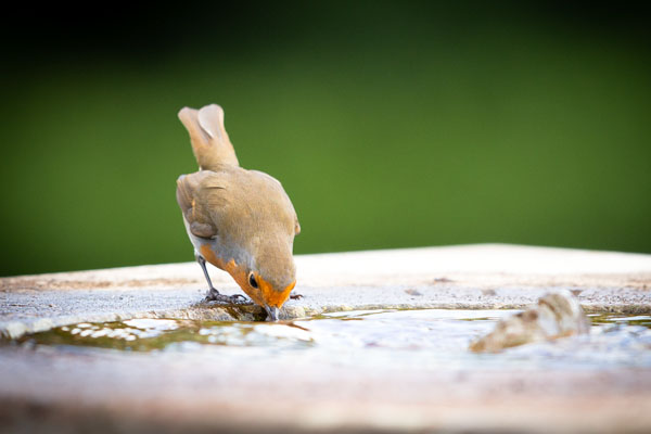 Robin drinking from bird bath