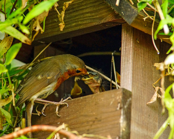 siting robin nest box uk