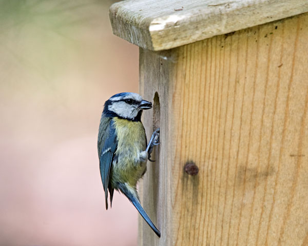 siting blue tit nest box uk
