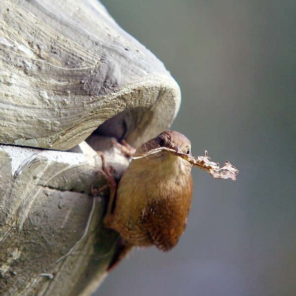 wren nest box uk