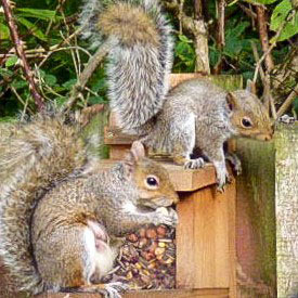 Squirrel Feeders