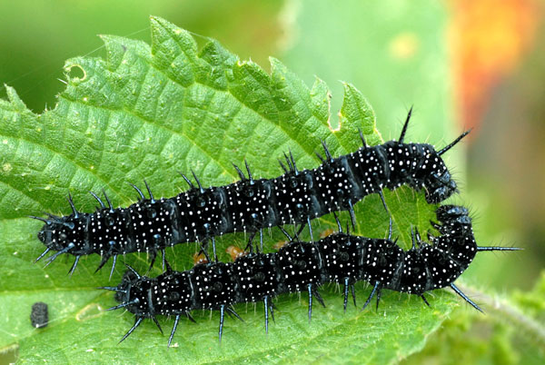 Black Caterpillars