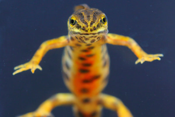 Common newt facing