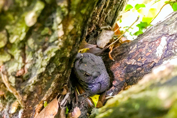 Toad in a tree hollow