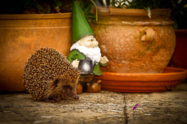 Hedgehog in an urban garden