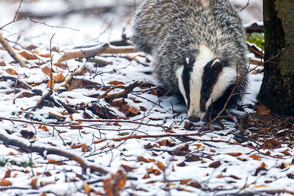 Badger foraging in winter snow