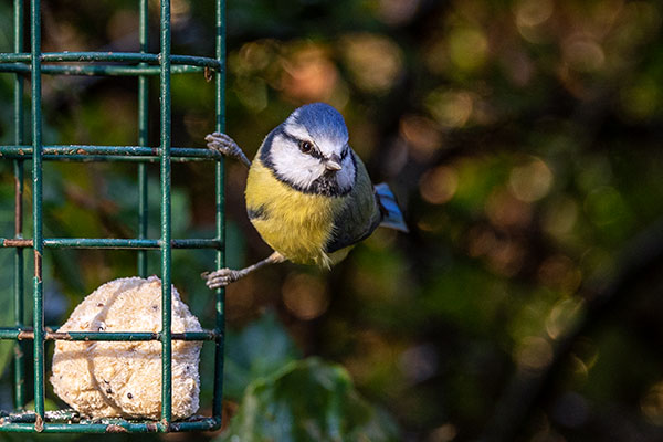 Blue tit looking for a fat ball to eat