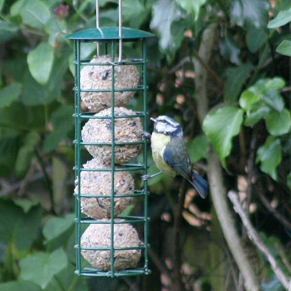 Blue tit looking for a fat ball to eat