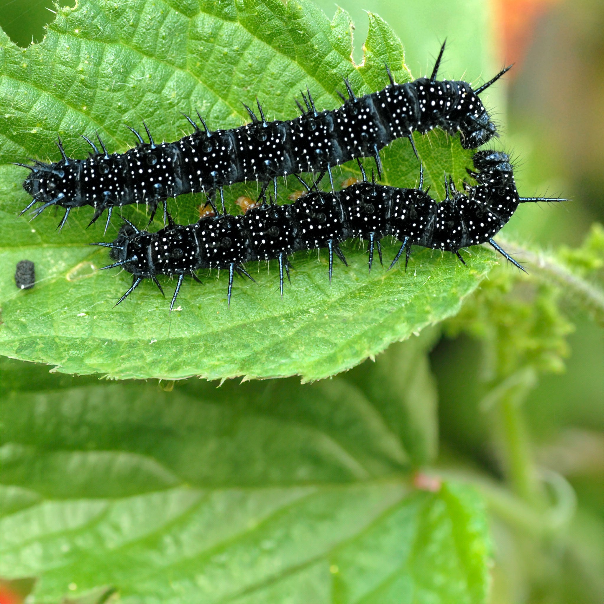 Cabbage white caterpillar eating