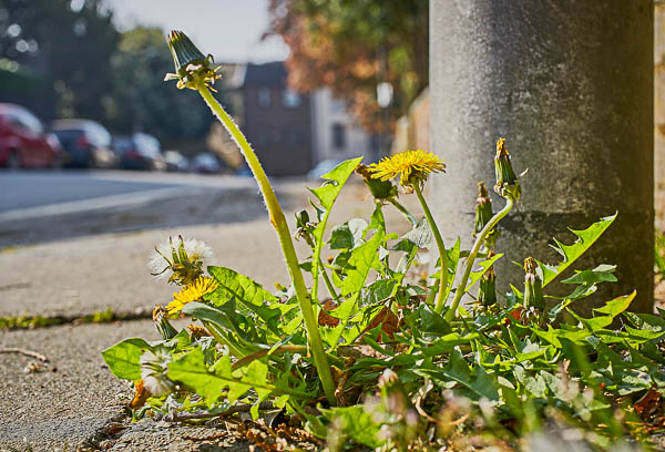 Urban dandelion growing through pavement