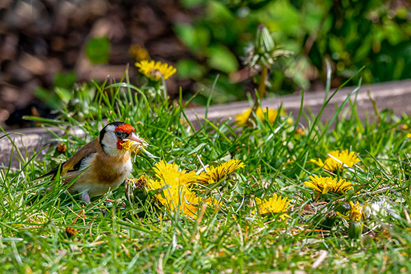 Goldfinch feeding on dandelion seeds