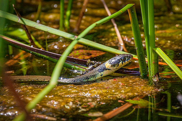 Grass snake hunting in a pond