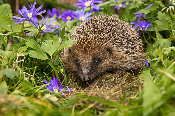 Hedgehog snuffling about flower border