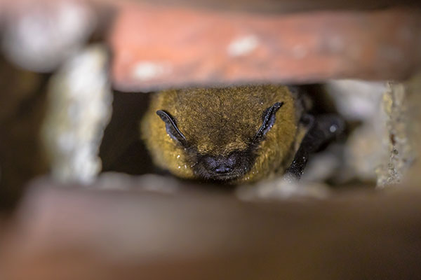 Pipistrelle bat hibernating in brickwork