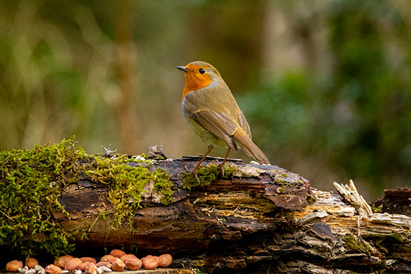 Robin on a log eating peanuts