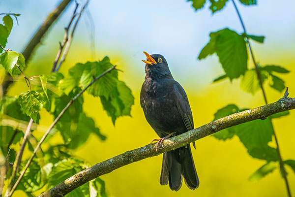Blackbird singing during dawn chorus