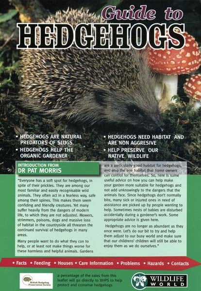 young hedgehog in garden