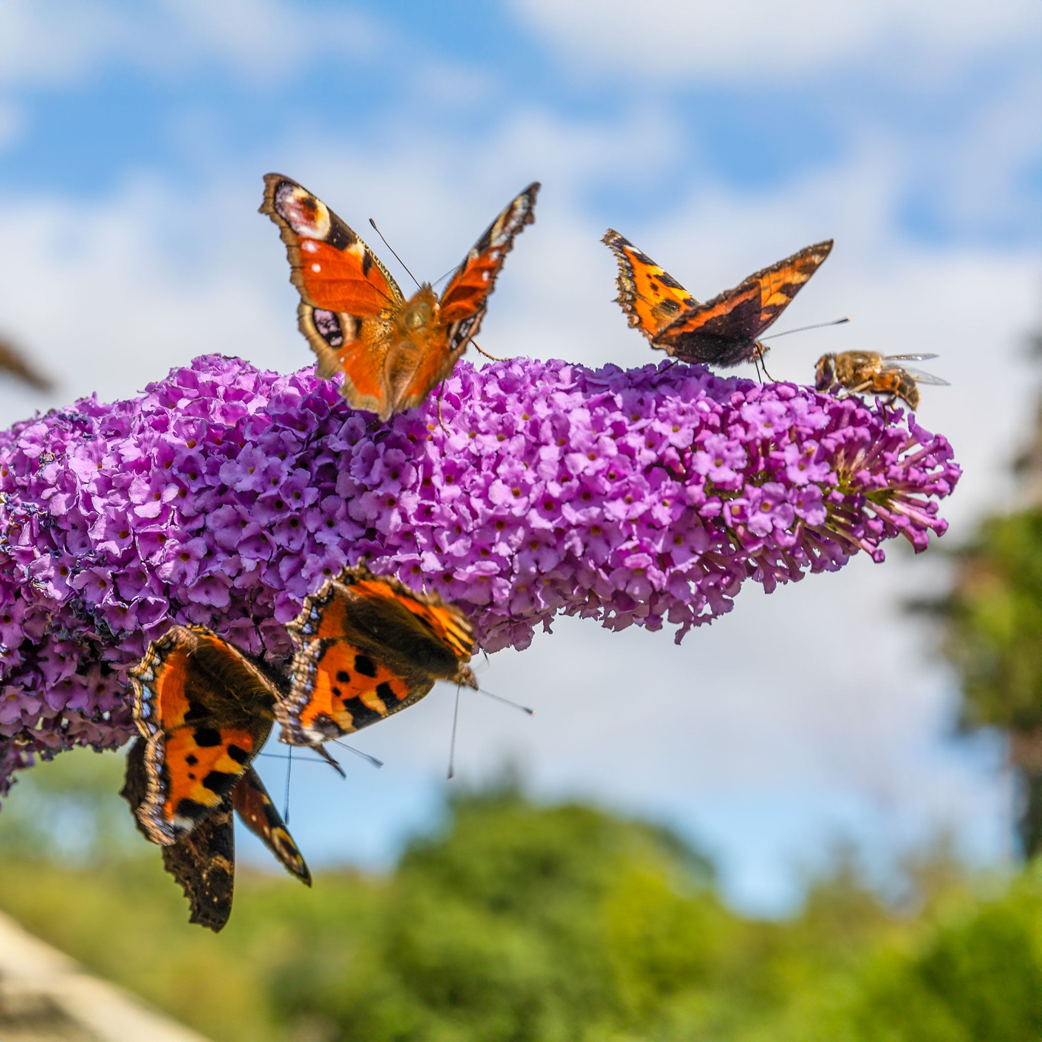 Butterflies on buddlia