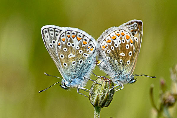 Common blue butterflies mating
