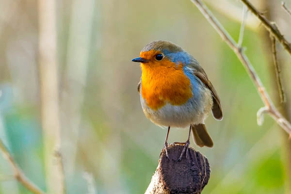 Redstart bird