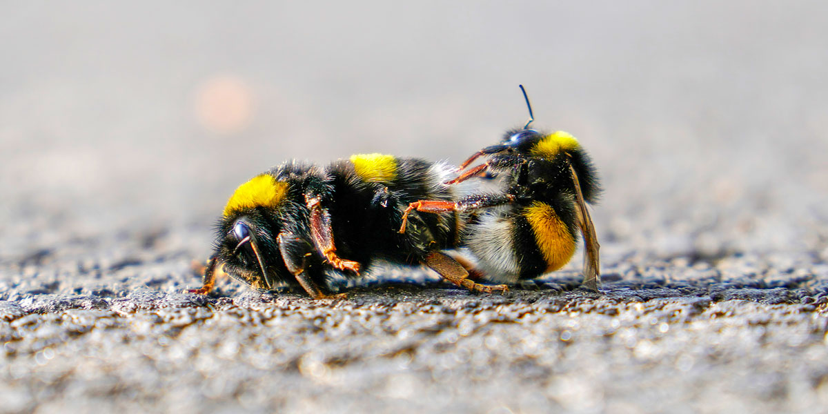 How to save a bee - Queen bee mating