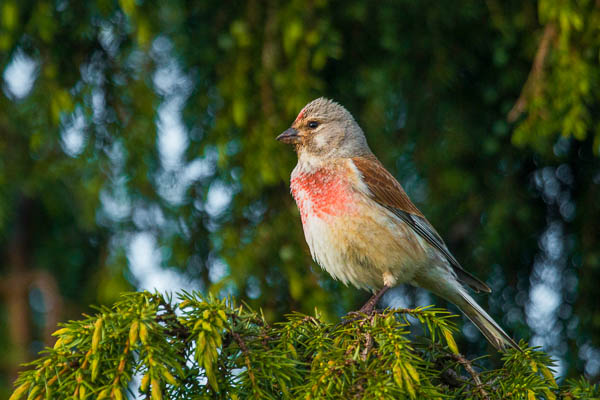 Male linnet with red breast
