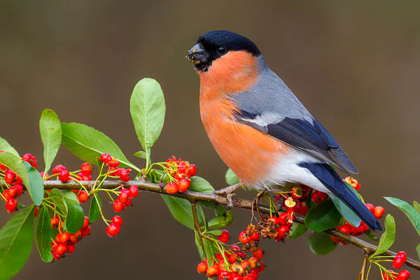 Chaffinch on autumn red berries