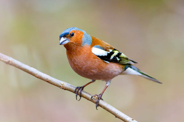 Male chaffinch with red breast