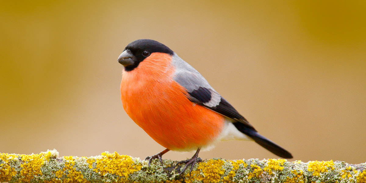 Male bullfinch with bright red breast