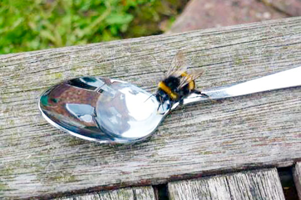Feeding sugar water to bees