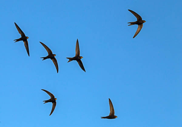 Swifts in the sky