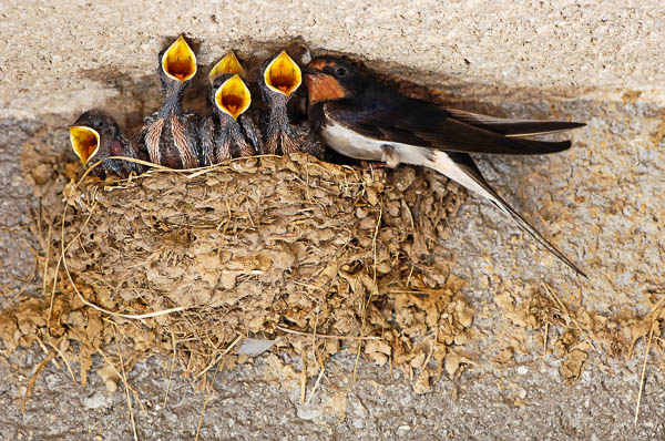 Baby swallows being fed