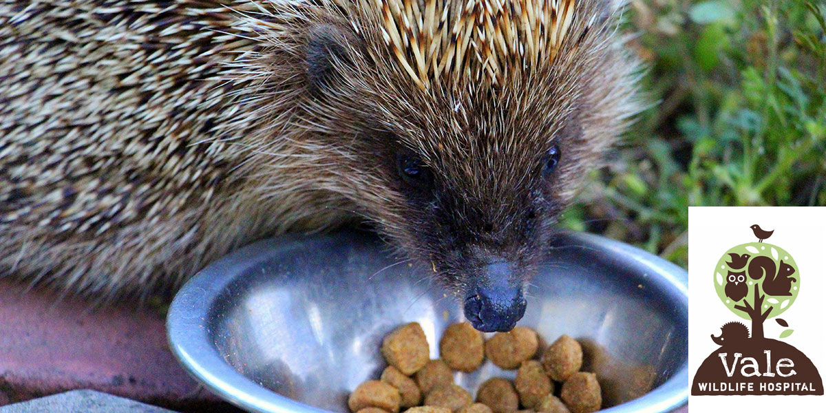Ark Hedgehog Food with Vale Wildlife