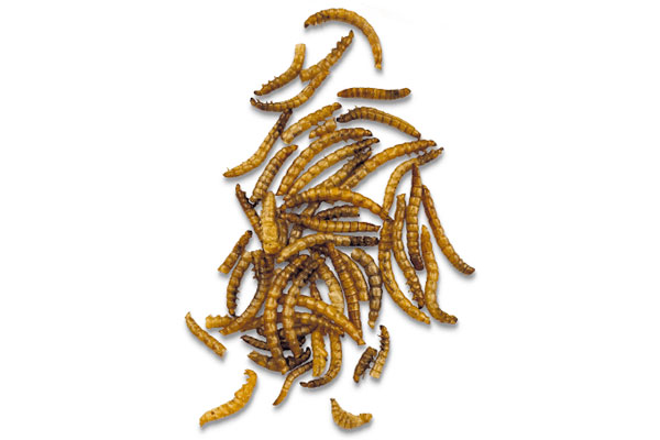 Vale wildlife mealworms